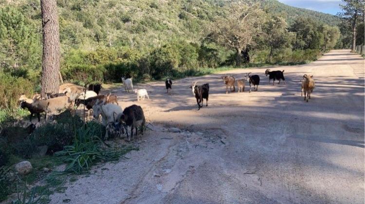 Villa Le Corail Rouge Corse レクシ エクステリア 写真