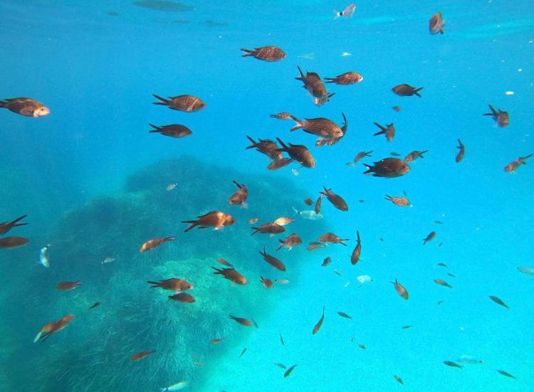 Villa Le Corail Rouge Corse レクシ エクステリア 写真